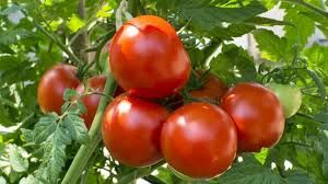 tomate
